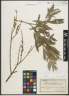 Foto von Salix purpurea L.